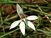 Petalochilus vulgaris - Common Caladenia.jpg